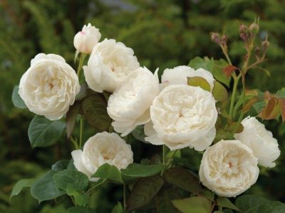 30 เมล็ด เมล็ดพันธุ์ William and Catherine สายพันธุ์อังกฤษ ดอกกุหลาบ นำเข้าจากอังกฤษ ดอกใหญ่ พร้อมคู่มือปลูก English Rose Seeds