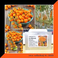 (โปร++) มะเขือเทศซันโกลด์ - Sun Gold Tomato F1 บรรจุ 10 เมล็ด คุณภาพดี ส่วนลด ของแท้ 100% ส่วนลด เมล็ดพันธุ์ พันธุ์ข้าว เมล็ดหญ้า เมล็ดข้าวโพด