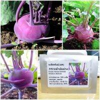 เมล็ดพันธุ์ กระหล่ำปม สีม่วง (Purple Vienna Kohlrabi) 500 เมล็ด คุณภาพดี ราคาถูก ของแท้