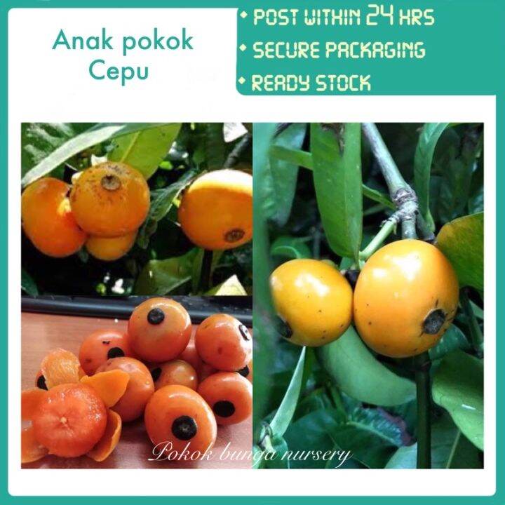 PBN - anak pokok cepu - pokok bunga nursery mencepu cerapu kecupu ...