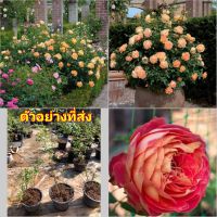 (1ต้น) ดอก ต้น กุหลาบ Lady off Shalott rose เลดี้ ออฟ ชาล็อต buncha กึ่งเลื้อย เลื้อย