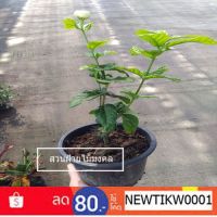 ( Pro+++ ) คุ้มค่า ต้นมะลิซ้อน Jasminum sambac ราคาดี พรรณ ไม้ น้ำ พรรณ ไม้ ทุก ชนิด พรรณ ไม้ น้ำ สวยงาม พรรณ ไม้ มงคล