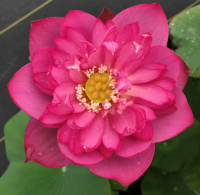 5 เมล็ดพันธุ์ บัว สายพันธุ์ LADY BINGLEY LOTUS RUFFLED PETALS สีชมพูแดง เพาะปลูกและเก็บเมล็ดในไทย ขยายพันธุ์ในไทยได้ สายพันธุ์นิยมปลูกในอเมริกา