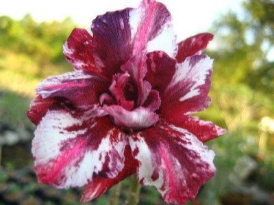 10 เมล็ด เมล็ดพันธุ์ Bonsai ชวนชม สายพันธุ์ไต้หวัน สีแดง Adenium Seed กุหลาบทะเลทราย Desert Rose ราชินีบอนไซ มีคู่มือปลูก นำเข้าจากไต้หวัน