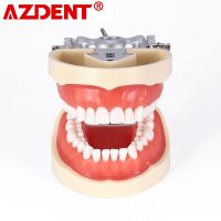AZDENT ฟันปลอมจัดฟัน Typodont มี32ชิ้นถอดออกได้การสอนฟันฟันฟันเครื่องมือโมเดลทันตกรรมอุปกรณ์ห้องปฏิบัติการทันตกรรม