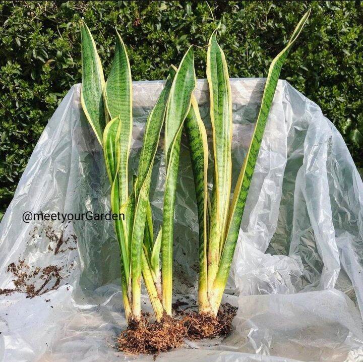 Uprooted Snake Plant (Sansevieria Trifasciata 35 Leaves) with FREE