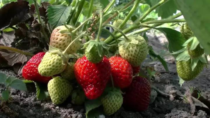 เมล็ดพันธุ์-strawberry-สายพันธุ์-tioga-50-เมล็ด-เมล็ดพันธุ์นำเข้าจาก-ยุโรป