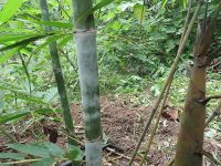 ขายส่ง 100 กรัม เมล็ดไผ่ซางหม่น Dendrocalamus sericeus ไผ่นวลราชินี ไผ่ ไม้ไผ่ Bamboo พืชตระกูลหญ้า หญ้ายักษ์ พืชเศรษฐกิจ สายพันธุ์ไผ่ เครื่องจักรสาน