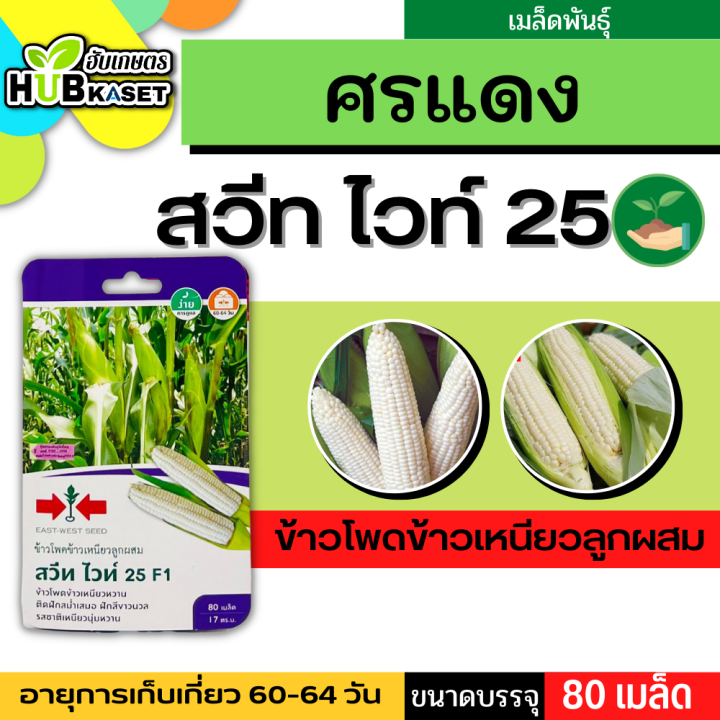 ศรแดง 🇹🇭 ข้าวโพดข้าวเหนียวลูกผสม สวีท ไวท์ 25 F1 ขนาดบรรจุประมาณ 80 เมล็ด อายุเก็บเกี่ยว 60-64 วัน