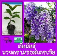 พวงครามออสเตรเลียสีม่วง ต้นพันธุ์ ขนาด 50-60 ซม. พร้อมกระถาง 6 นิ้ว พร้อมปลูก **แถมฟรีปุ๋ยอินทรีย์ 100 กรัม**