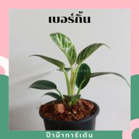 ( PRO+++ ) โปรแน่น.. ต้นฟิโลเดนดรอน กิ้น (Philodendron Birkin) ต้นใหญ่ สวย ราคาสุดคุ้ม พรรณ ไม้ น้ำ พรรณ ไม้ ทุก ชนิด พรรณ ไม้ น้ำ สวยงาม พรรณ ไม้ มงคล