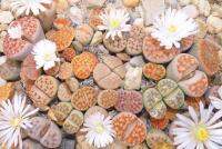 LITHOPS - karasmontana Mix (10 เมล็ด)