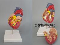 Humanskeleton Anatomical Model DELUXE HEART ANATOMY 1:1 SIZE MODE Heart Model With Esqueleto Humano Anatomia