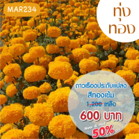 AGA เมล็ดพันธุ์ดาวเรืองประดับแปลง ทุ่งทอง สีทองเข้ม 1000 เมล็ด เน้นปลูกเป็นทุ่งดาวเรือง