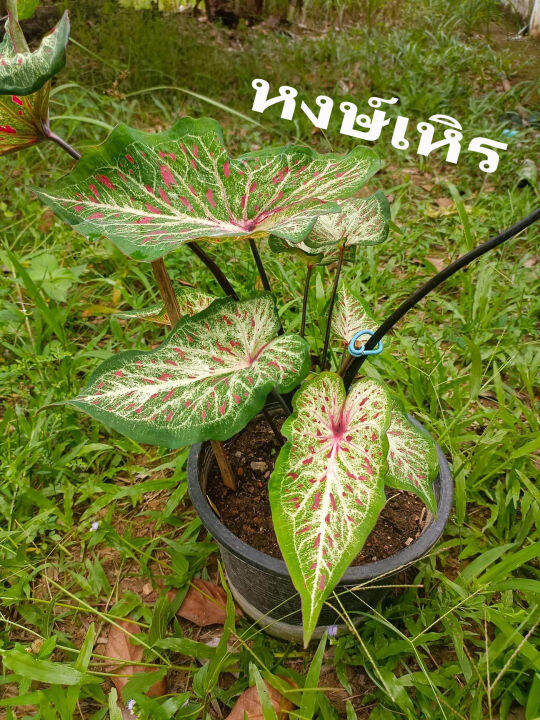 บอน-สีตระกูลหงส์-หงส์สุวรรณ-หงส์เหิร-บอนไทย-บอนโบราณ-สี-สันต์-สวยงาม-ปลูก-ใน-กระถาง-4-นิ้ว-จัดส่ง-ทั้ง-กระถาง