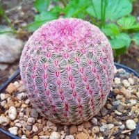 เมล็ดพันธุ์ เรนโบว์ Echinocereus Pectinatus 5 เมล็ด แคคตัส cactus กระบองเพชร