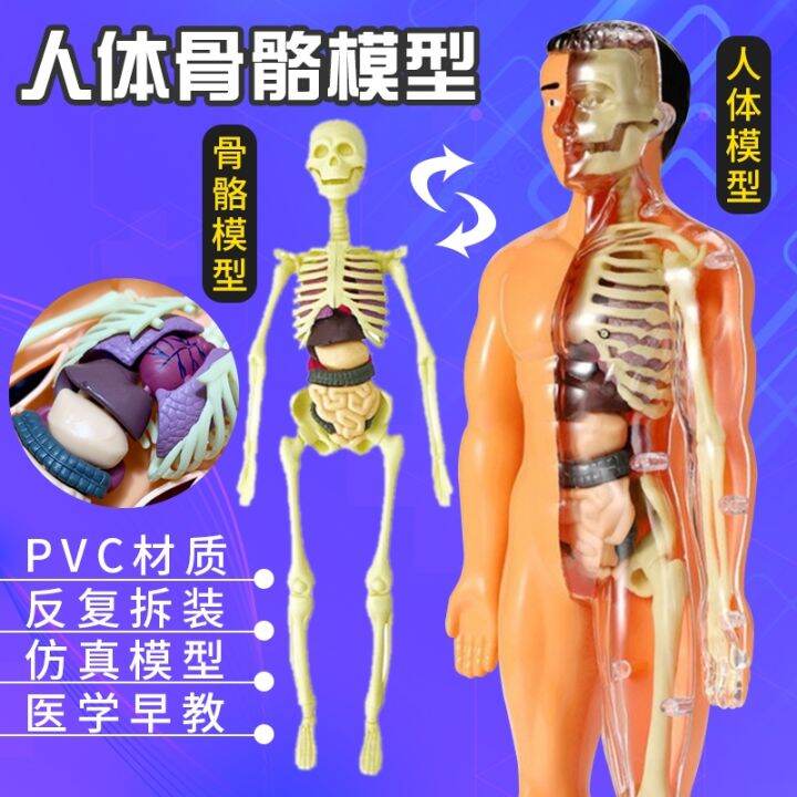 anatomy tools社 female 女性 人体模型 - 彫刻