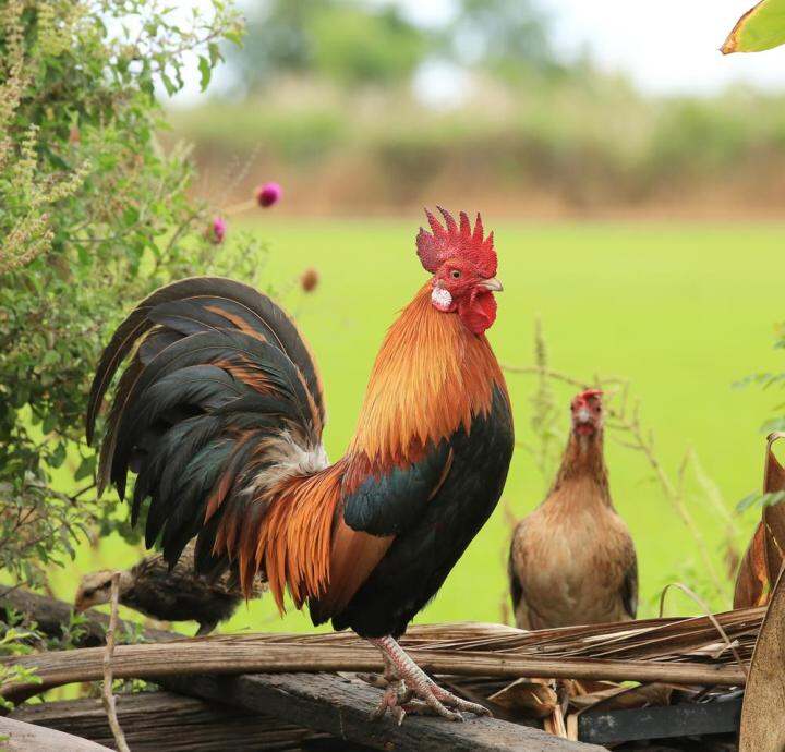 สเปรย์อาบน้ำไก่สวยงาม-สกัดจากธรรมชาติ-ป้องกันไร-แมลง-เชื้อแบคทีเรีย-ทำความสะอาด-ดูแลขนให้เงางามสุขภาพดี-1-ขวด-500-ml