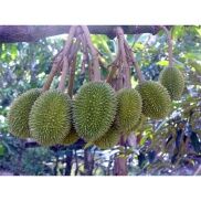 MAX Cây sầu riêng Monthon Giống siêu sớm ĐƯỢC BẢO HÀNH_CÂY GIỐNG CAO
