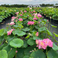 5 เมล็ดพันธุ์ บัว สายพันธุ์ Red Shaoshan Lotus สีชมพู นำเข้าจาก อเมริกา เพาะปลูกและเก็บเมล็ดในไทย ขยายพันธุ์ในไทยได้