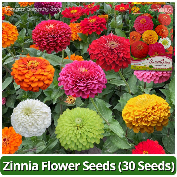 High Quality Zinnia Flower Seeds (Mixed Color/30 Seeds) Garden Flower