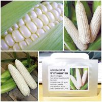 เมล็ดพันธุ์ ข้าวโพดหวาน เพียวไวท์ญี่ปุ่น (Pure White Sweet Corn F1 Seed) 20 เมล็ด คุณภาพดี ราคาถูก ของแท้