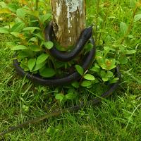 【YF】 Snake Spoof Simulated Props Adornment Artificial Ornament Interesting Figurine Animals