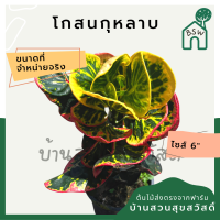 โกสนกุหลาบ กระถาง 5-6 นิ้ว ต้นโกสน เป็นไม้แดด ไม้ด่างสวย ใบสีสันสดใส