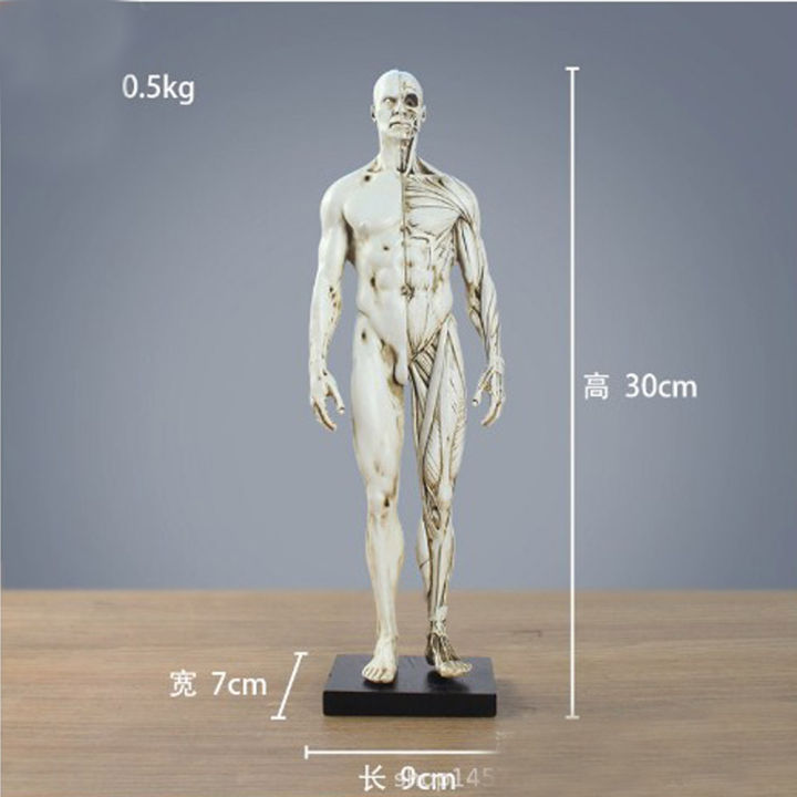 ชายหรือหญิง-human-anatomical-model-art-anatomical-figure-สีขาว-11-นิ้ว
