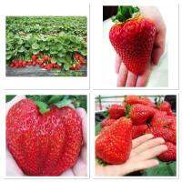 เมล็ดพันธุ์ สตรอเบอร์รี่ยักษ์ (Giant Strawberry) บรรจุ 100 เมล็ด  มีกลิ่นหอมเฉพาะ  ผลมีลักษณะเป็นรูปหัวใจ  เนื้อนุ่มฉ่ำและหวาน