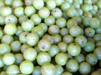 ขายส่ง 100 เมล็ด เมล็ดมะขามป้อม เมล็ดสำหรบปลูก มะขามป้อมอินเดีย Indian gooseberry ไม้ยืนต้น สมุนไพรพื้นบ้าน ต้นไม้ประจำจังหวัดสระแก้ว