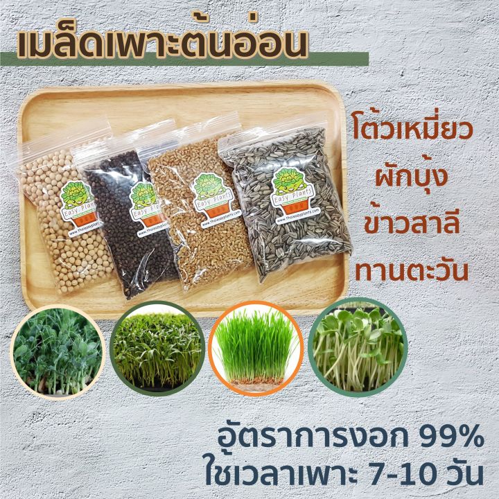 เมล็ดพันธุ์ข้าวสาลีไทย-พันธุ์ฝาง-60-สำหรับเพาะงอก-เพื่อคั้นน้ำต้นอ่อนข้าวสาลี-หรืออาหารสัตว์-ขนาด-1-กิโล-อัตราการงอก-99-เมล็ดเพาะต้นอ่อ