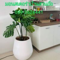 โปรโมชั่น+++++ ขายต้นมอนสเตอร่าพันธุ์ไจแอนท์ (Monstera) ราคาดี ต้นไม้ ฟอก อากาศ กระถาง ต้นไม้ ไม้ ประดับ ต้นไม้ ปลูก ใน บ้าน