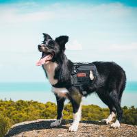 【YF】 Service Dog Assistance Harness Compatible MOLLE Training for