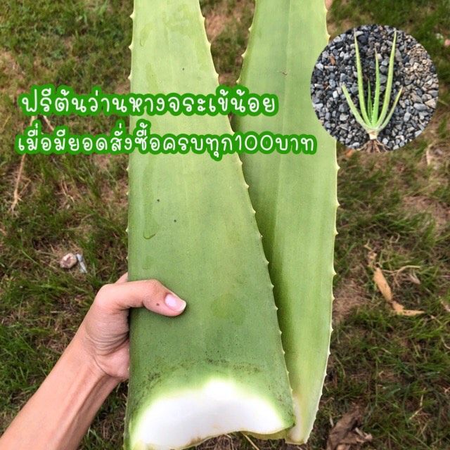 ใบว่านหางจระเข้-ใบใหญ่-ใบสดปลอดสาร-100-พร้อมส่ง-ใบใหญ่