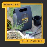 ?โปรแรง++ Bonsai starter kit Japanese ชุดพร้อมปลูก บอนไซ เมเปิ้ล และ สนดำ (ได้เฉพาะ: เมเปิ้ลแดง) Very Hot