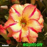 12 เมล็ด เมล็ดพันธุ์ ชวนชม สายพันธุ์ไต้หวัน ดอกสีส้ม Adenium seed กุหลาบทะเลทราย Desert Rose ราชินีบอนไซ เปอร์เซ็นต์การงอก 80-90%