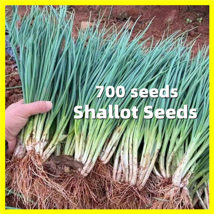 Shallot Seeds 700 Seeds Full Seasons Balcony Potted Organic
