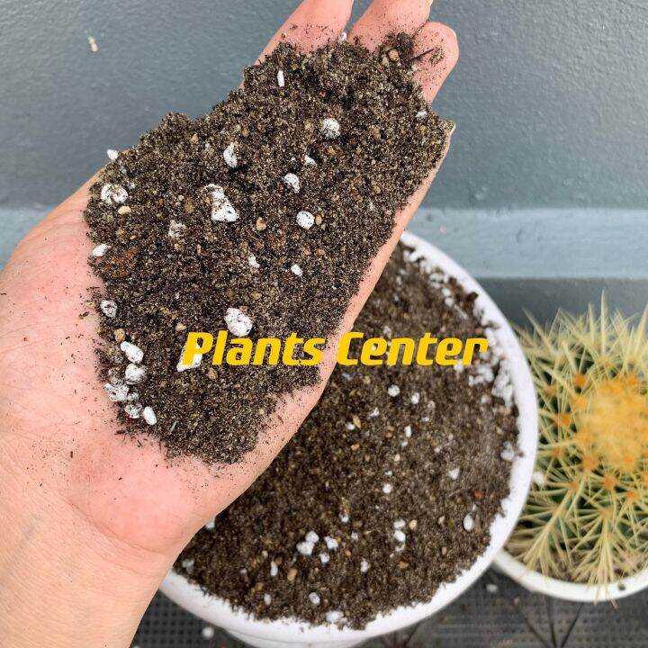 plants-center-พร้อมส่ง-1-กิโลกรัม-ดินปลูก-แคคตัส-กระบองเพชร-ผสมสำเร็จ-ผสมครบทุกอย่าง-ไม่ต้องซื้อแยก-ขนาด-1-กิโลกรัม