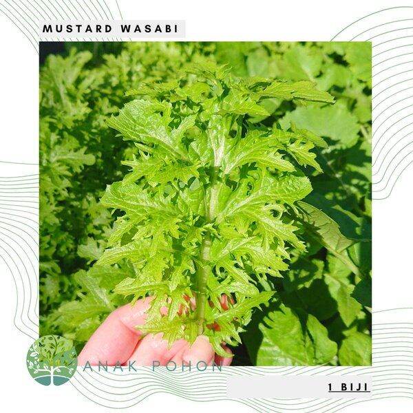 Sayur Mustard Wasabi Japanese Horseradish Seeds IMPORT Lazada PH