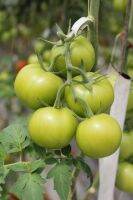 50 เมล็ดพันธุ์ มะเขือเทศ ผลสีเขียว Green Tomato Seeds มีคู่มือพร้อมปลูก อัตรางอก 80-85%