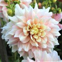 20 เมล็ดพันธุ์ รักเร่ Dahlia Seeds สายพันธุ์ BREAK OUT สีชมพู รักเร่ รักแรกพบ ดอกไม้แห่งมิตรภาพ ความรักเริ่มต้น เพาะเลี้ยงง่าย ตั้งโต๊ะทำงาน