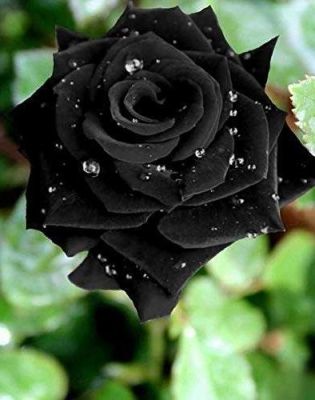 5 เมล็ด เมล็ดกุหลาบ สีดำ ดอกใหญ่ สายพันธุ์ของแท้ 100% เมล็ดกุหลาบ ดอกกุหลาบ ปลูกกุหลาบ กุหลาบ อัตรางอกสูง 70-80 % Rose seed มีคู่มือวิธีปลูก