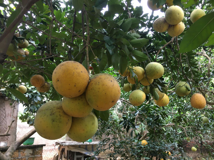 ต้นกล้าส้มโอเหลืองเวียดนาม-100-ของแท้-ราคาถูก-สินค้ามาตรฐาน-f1