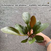 อเมซอน Echinodorus red phoenix ต้นไม้น้ำ ไม้น้ำพร้อมปลูก ***กรุณาอ่านรายละเอียดก่อนสั่งซื้อ***