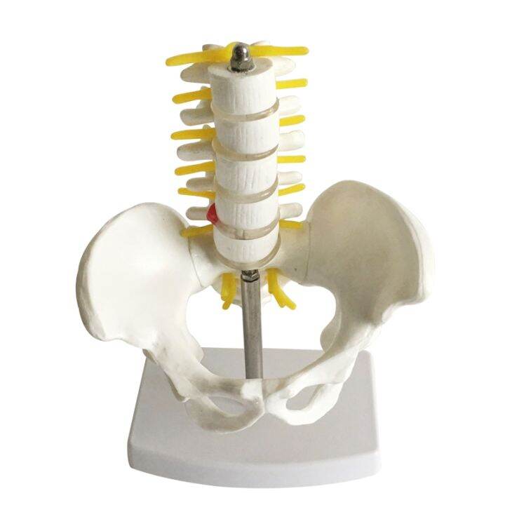 small-medical-human-hip-male-pelvic-model-with-five-lumbar-sacral-coccygeal-vertebra-bone-model