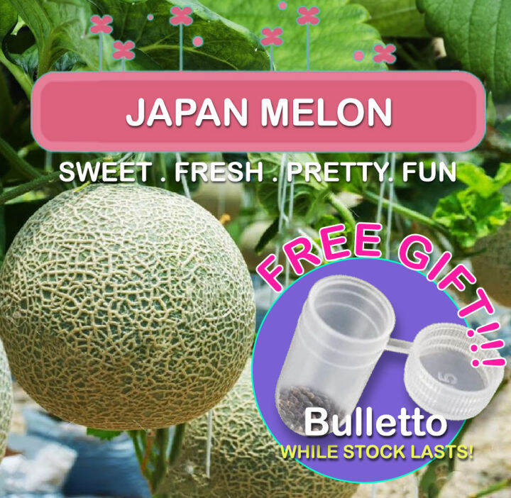 Japan Melon Seeds / Japan Honeydew Seeds / High Germination / Super