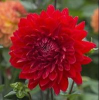 1 หัว/ออเดอร์ รักเร่ Dahlia สายพันธุ์ GARDEN WONDER หัวรักเร่ ดอกไม้ หัวหน่อ เหง้า นำเข้า เนเธอร์แลน หัวสดใหม่