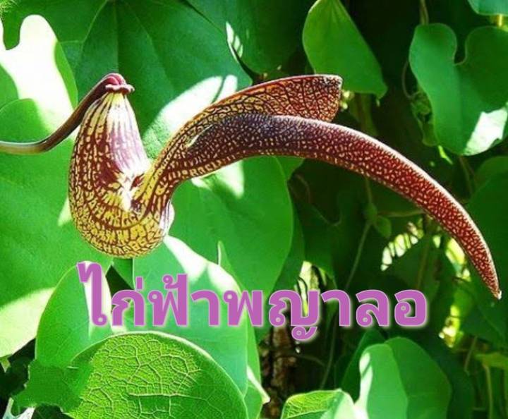 ไก่ฟ้าพญาลอ-เมล็ดพันธุ์ไก่ฟ้าพญาลอ-aristolochia-ringens-vahl-seed-ไม้มงคล-ค้าขายร่ำรวย-บรรจุ-5-เมล็ด-10-บาท