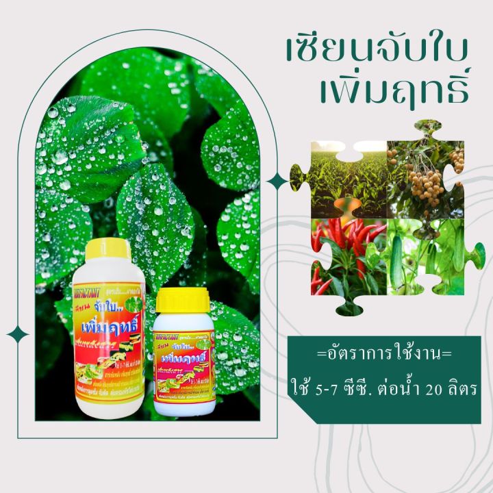 พร้อมส่ง-เซียนจับใบ-ขนาด-1ลิตร-แถมขนาด-250ซีซี-เพิ่มฤทธิ์-เพิ่มพลังสาร-สารจับใบ-ใช้ได้กับพืชทุกชนิด